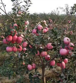 重慶食堂承包